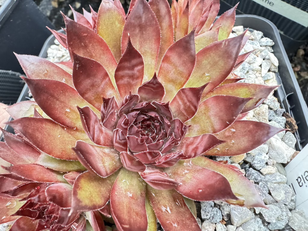 Cassiopeia ( II )