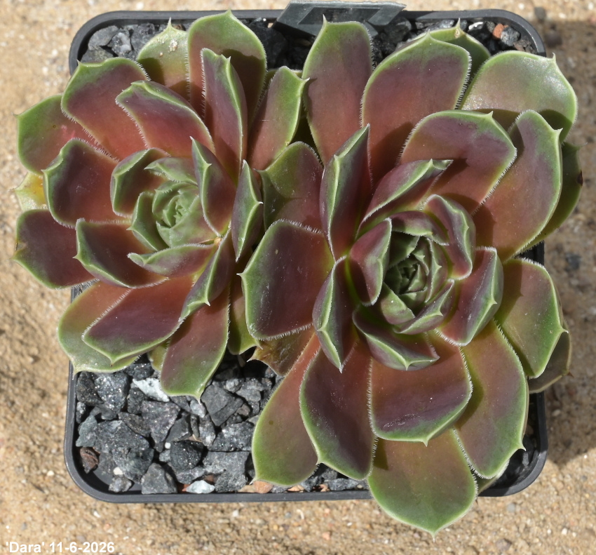Dara / Jovi