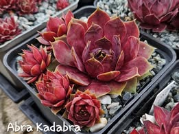 Abra-Kadabra