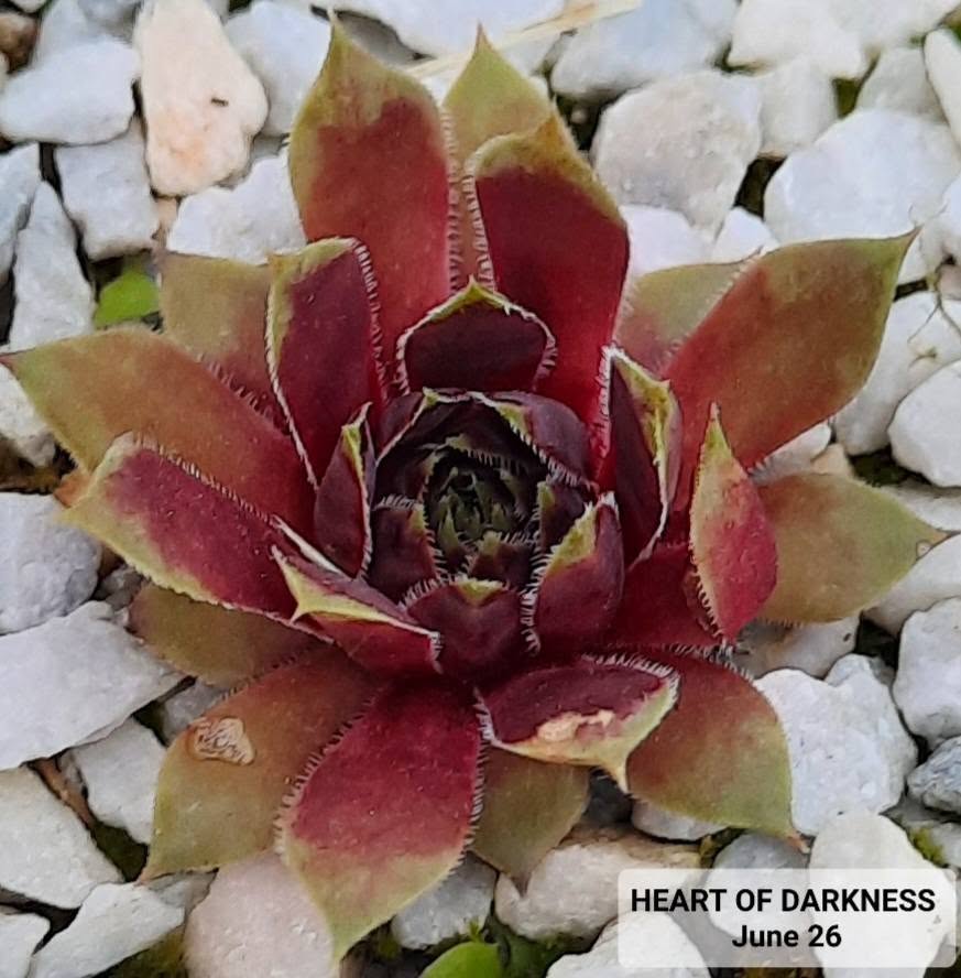 Heart of Darkness