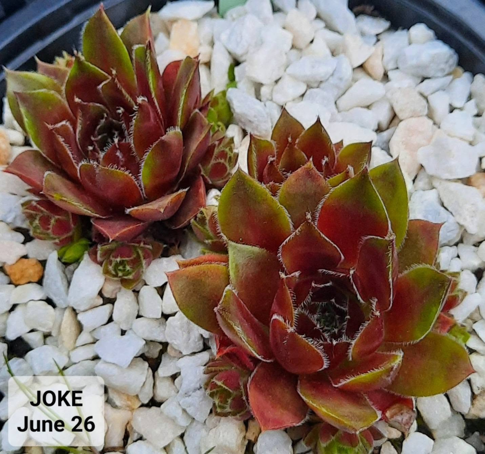 Joke