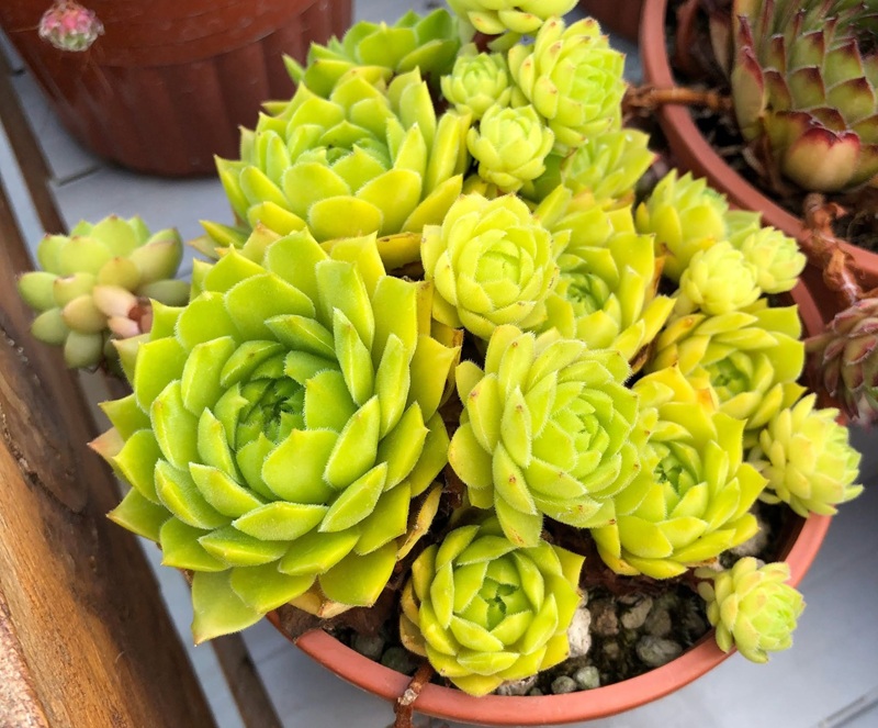 Limonella