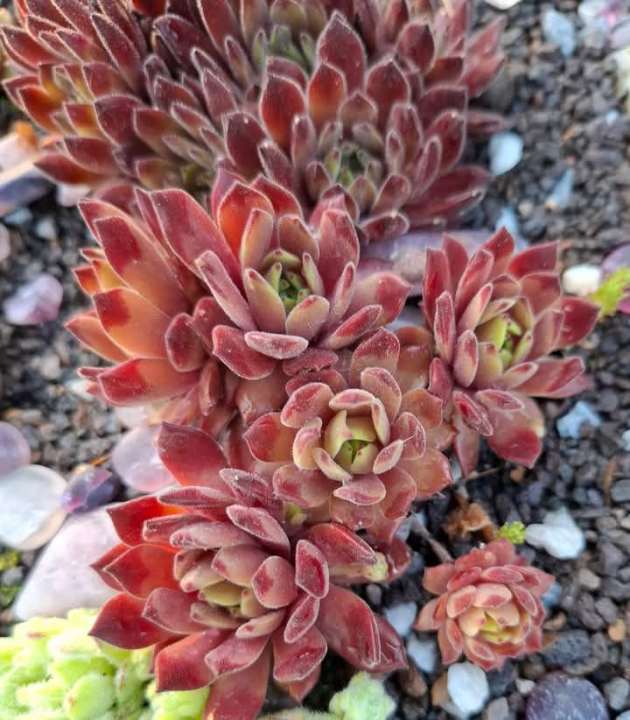 My pink Splash