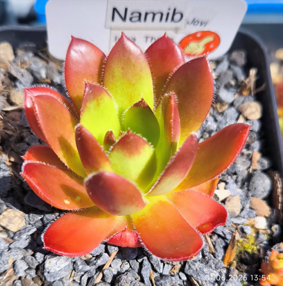 Namib/ Jovi