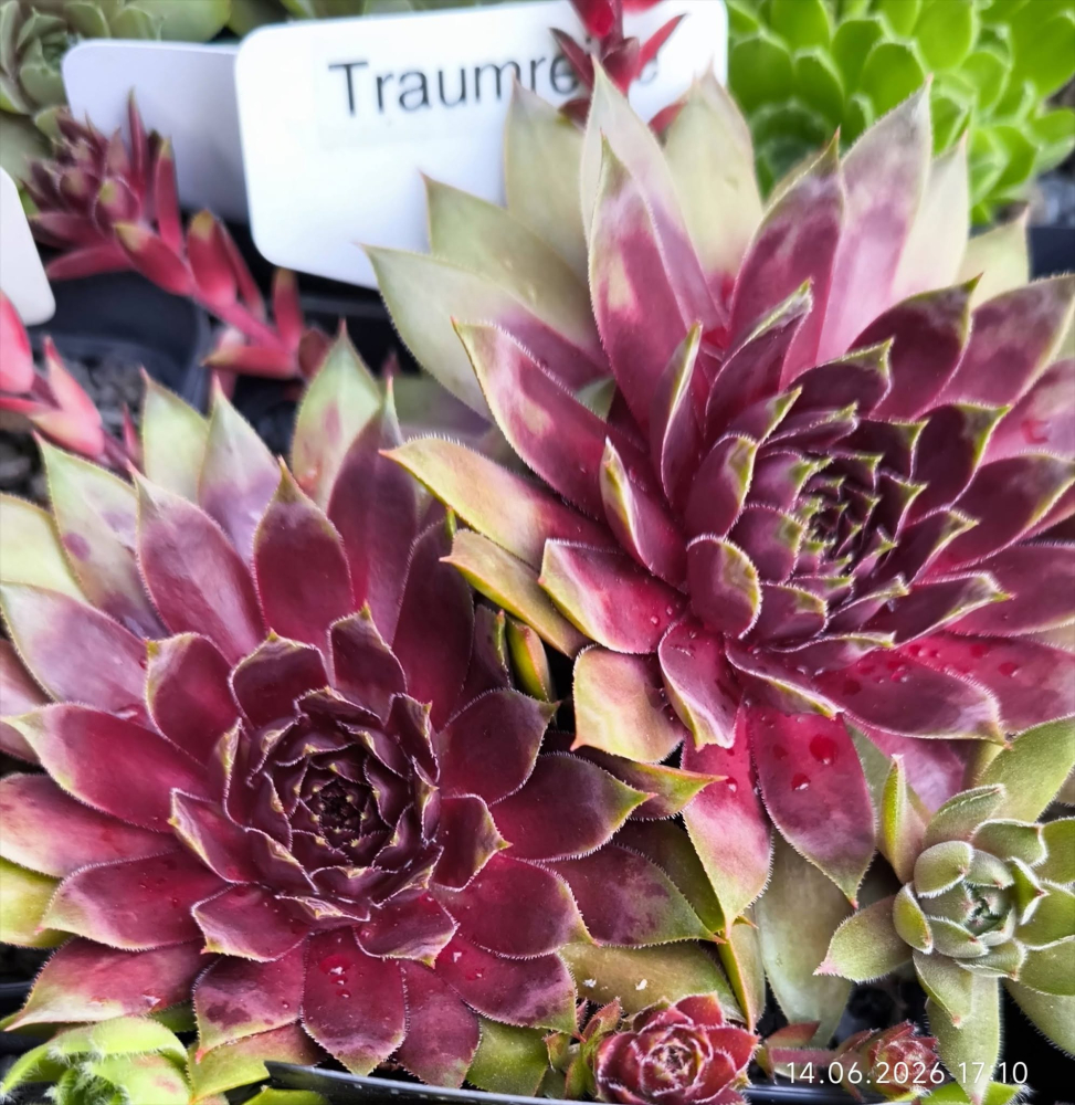 Traumreise