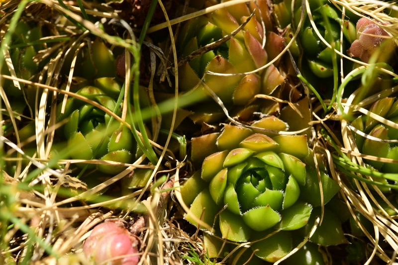 marmoreum ssp. marmoreum from Raidovoli