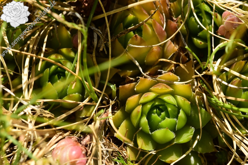 marmoreum ssp. marmoreum from Raidovoli