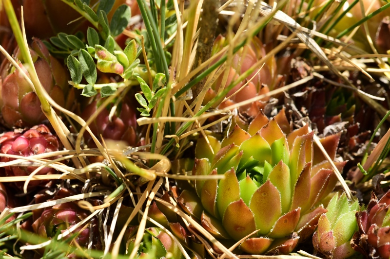 marmoreum ssp. marmoreum from Raidovoli