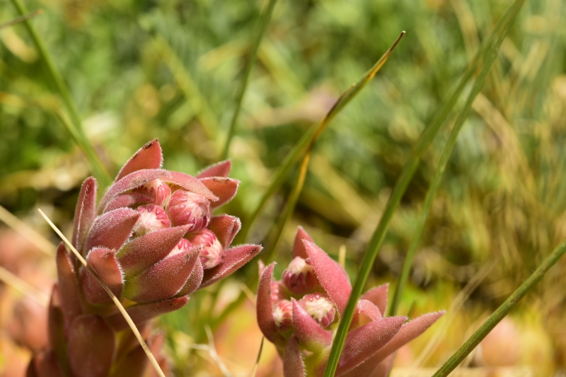 marmoreum ssp. marmoreum from Raidovoli
