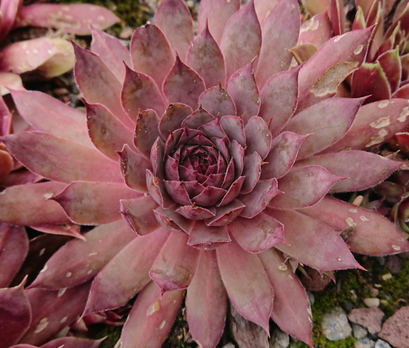Cranberry 