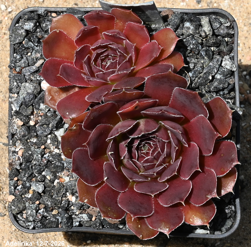 Adelirika / Jovi