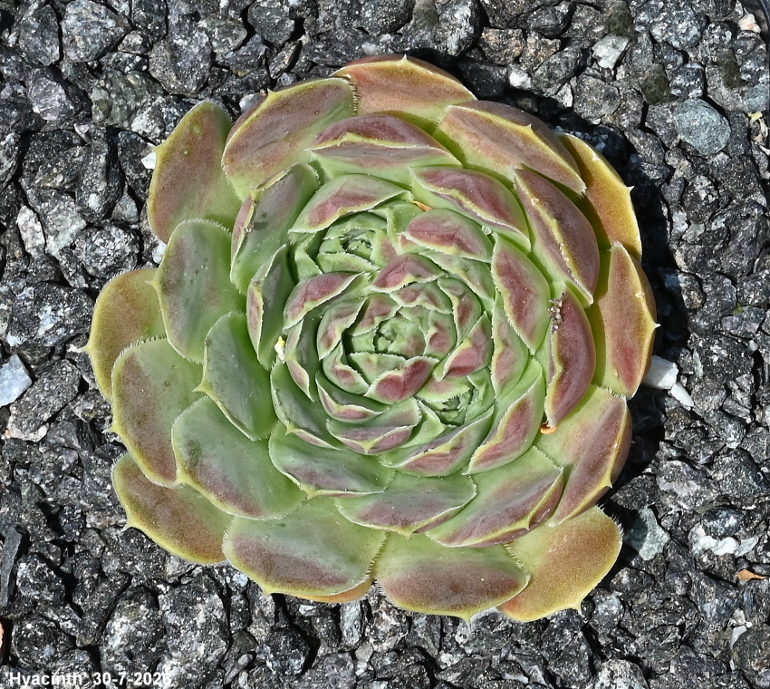 Hyacinth / Jovi