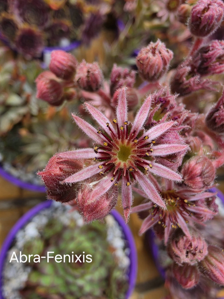 Abra-Fenixis
