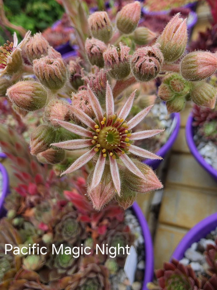 Pacific Magic Night