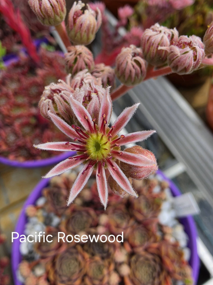 Pacific Rosewood