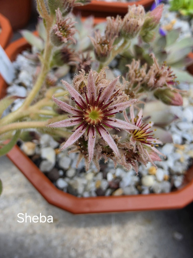 Sheba