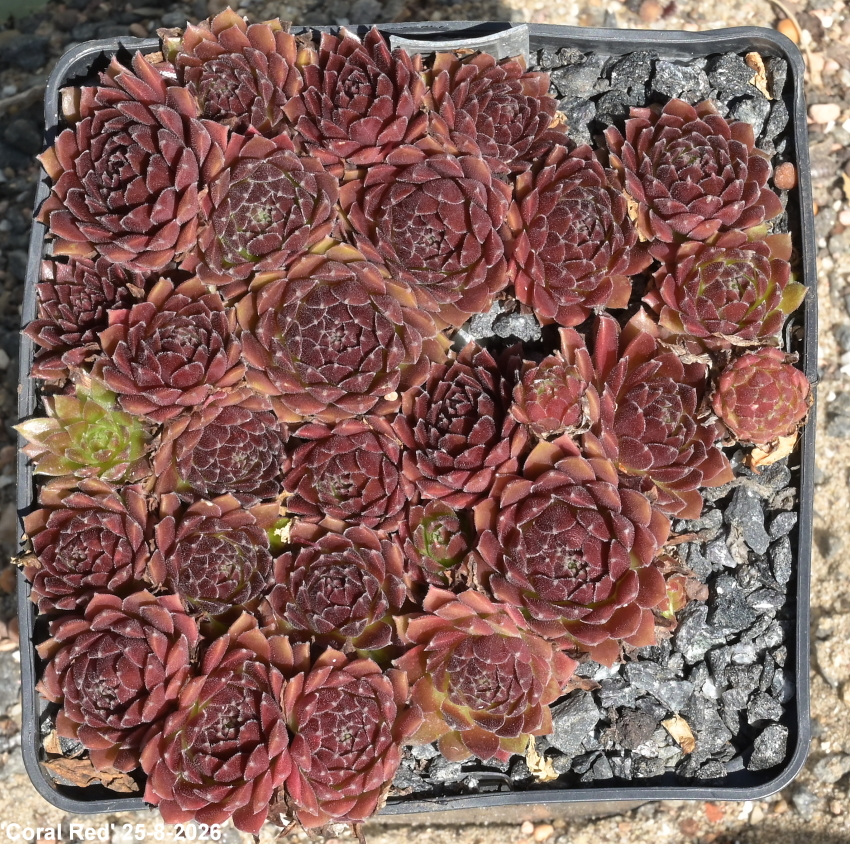 Coral Red®