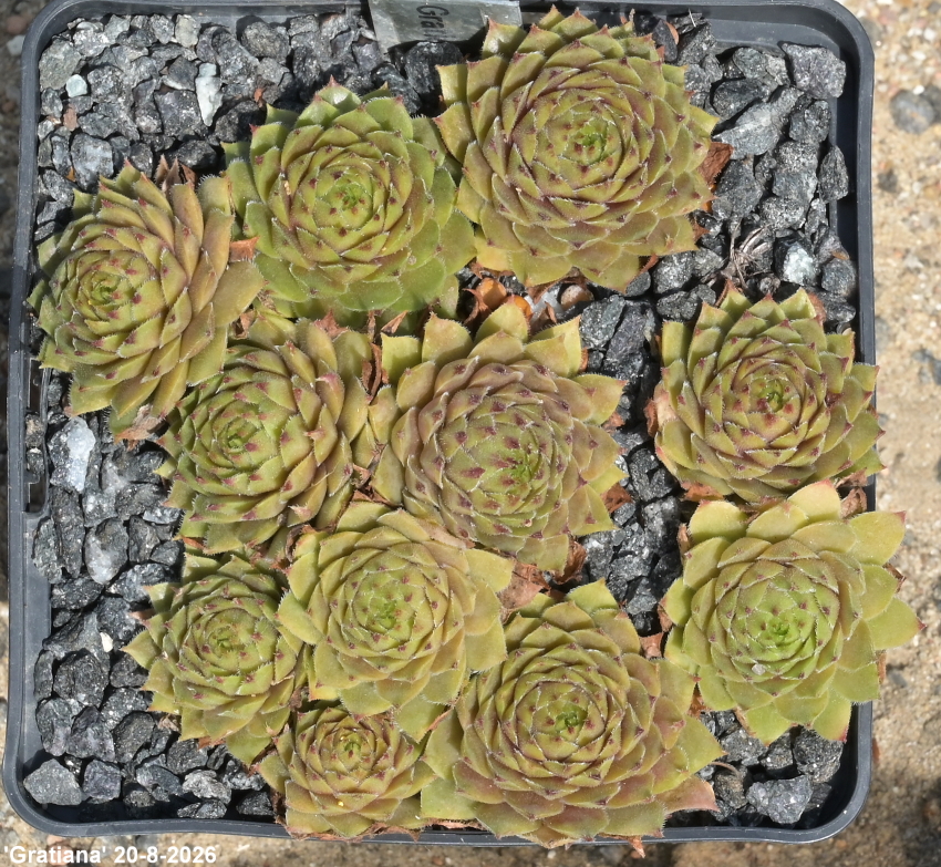 Gratiana
