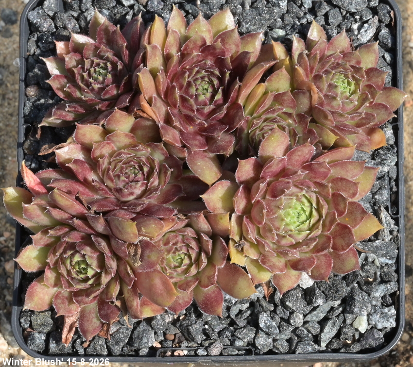 Winter Blush