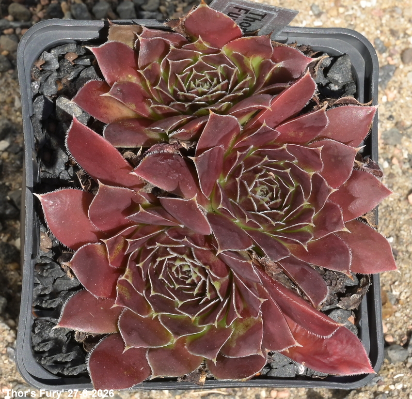 Sempervivum heuffelii ‘Thor’