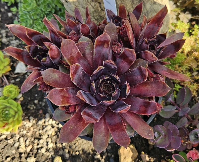 Black Widow