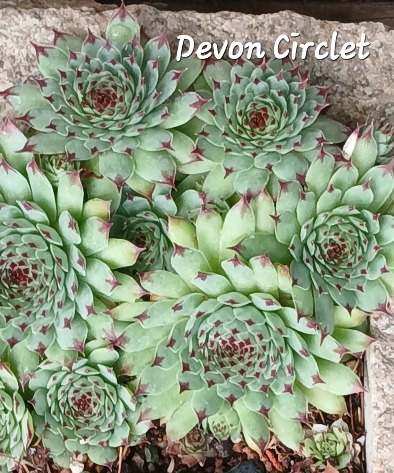 Devon Circlet