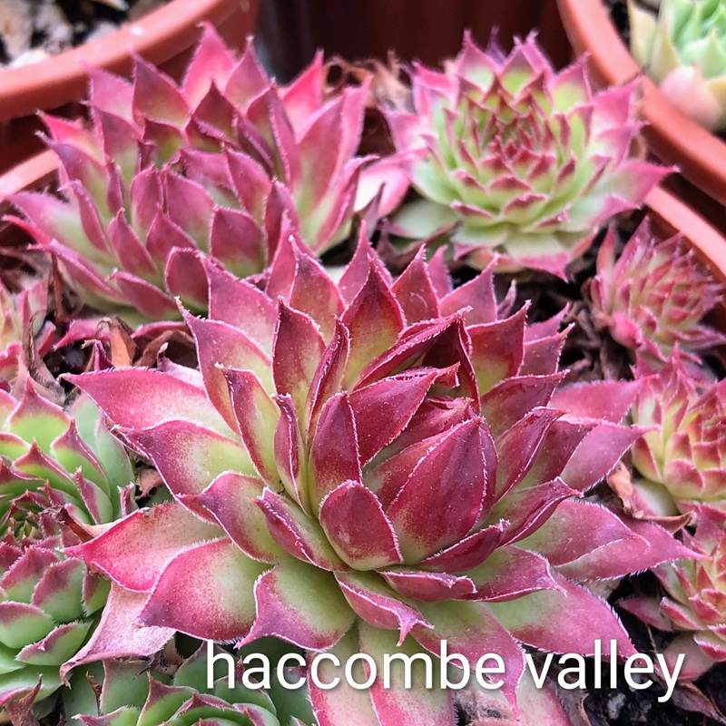 Haccombe Valley