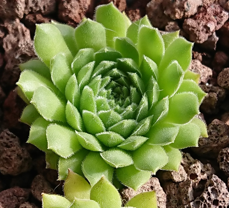 iranicum from Siyah Bisheh