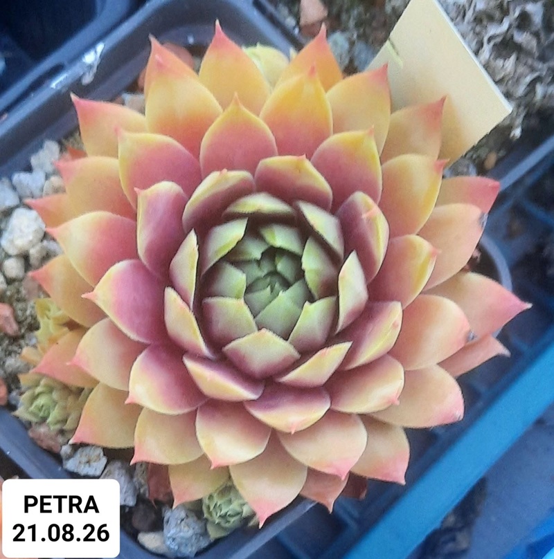 Petra