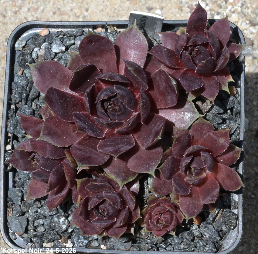 Korspel Noir