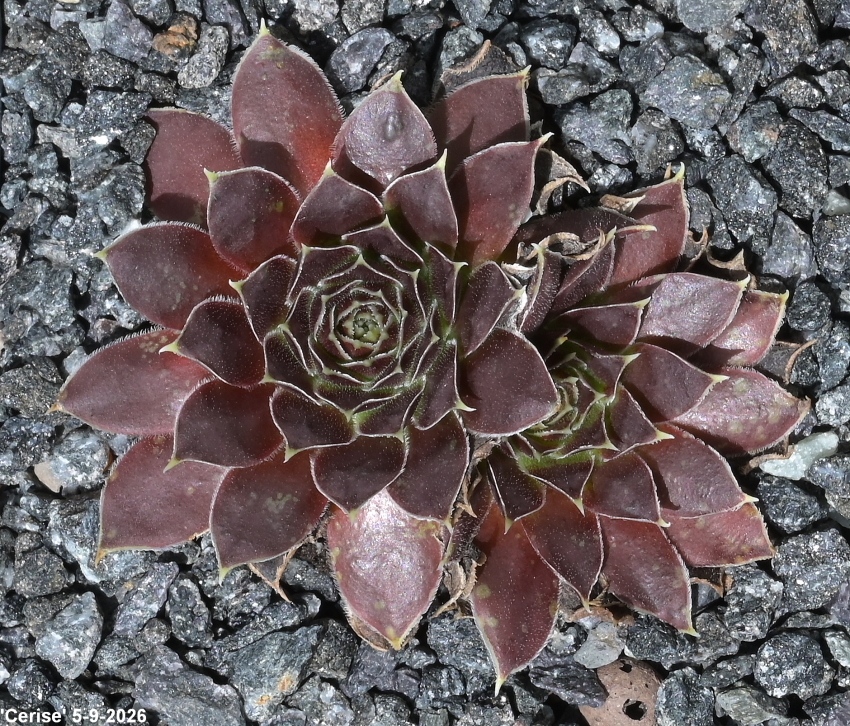 Cerise / Jovi