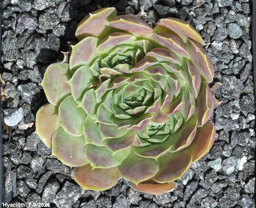Hyacinth / Jovi