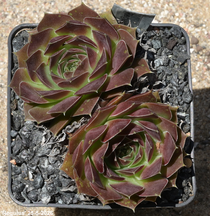 Regulus / Jovi