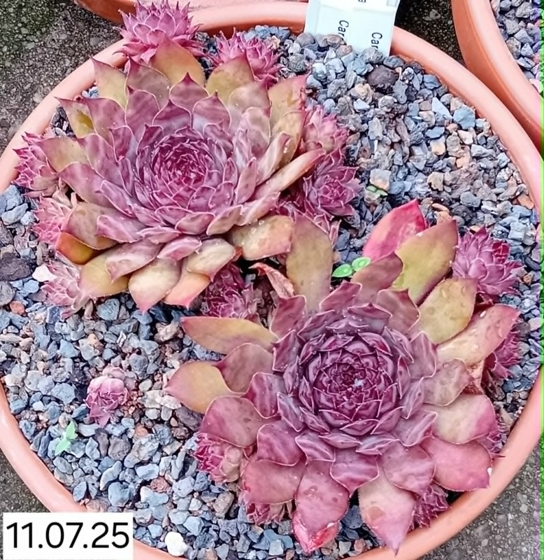 Caramba