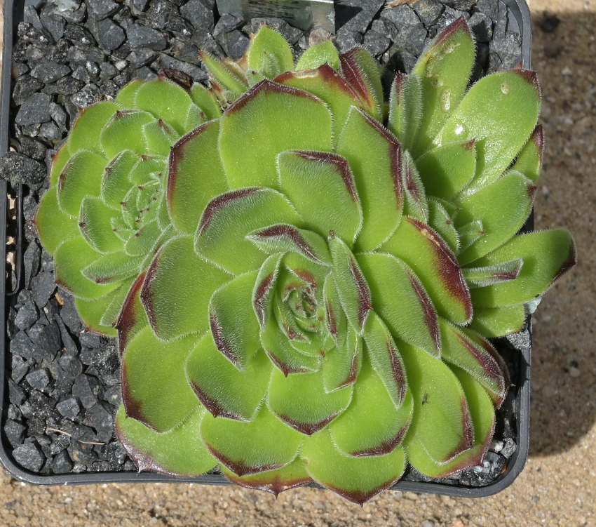 heuffelii from Rilagebirge