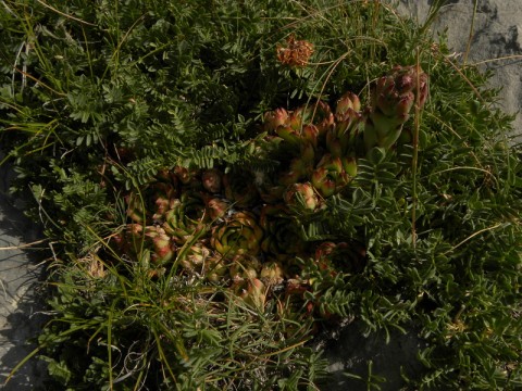 tectorum Torreta de Cadi