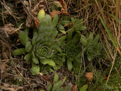 tectorum bethmale