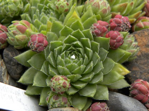 1. Bild hirta oder glabrenscens