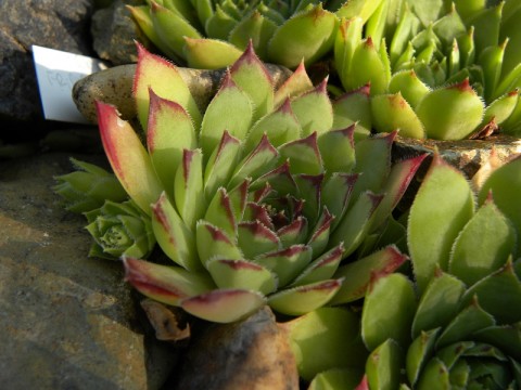 im Garten