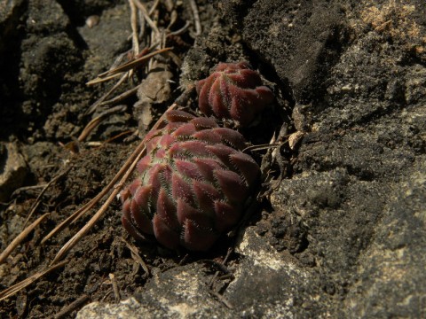 2. Bild hirta oder glabrenscens
