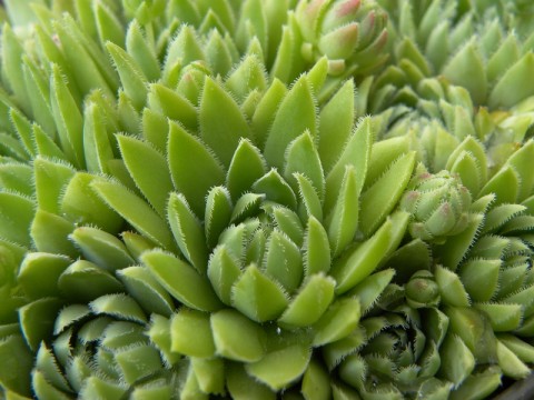 3. Bild hirta oder glabrenscens