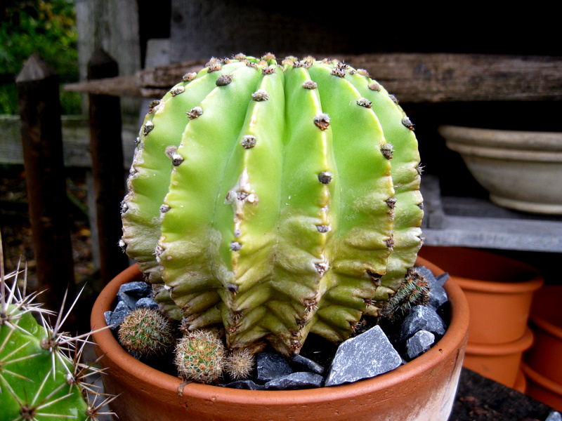 Kaktus