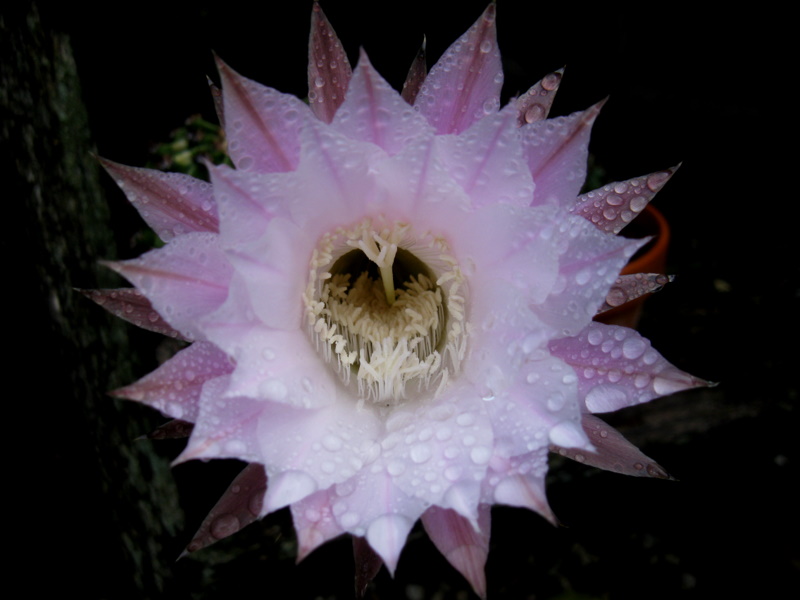 Kaktus