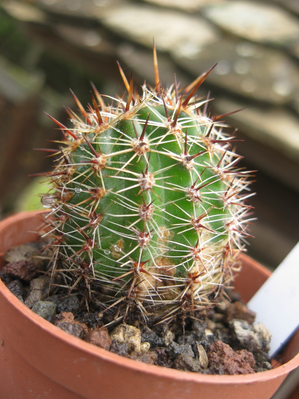Kaktus