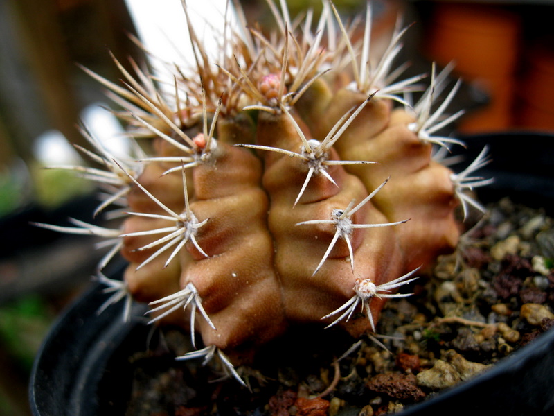Gymnocalycium mihanouichii