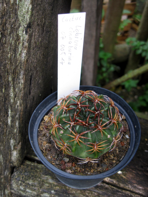 Lobivia cinnabarina