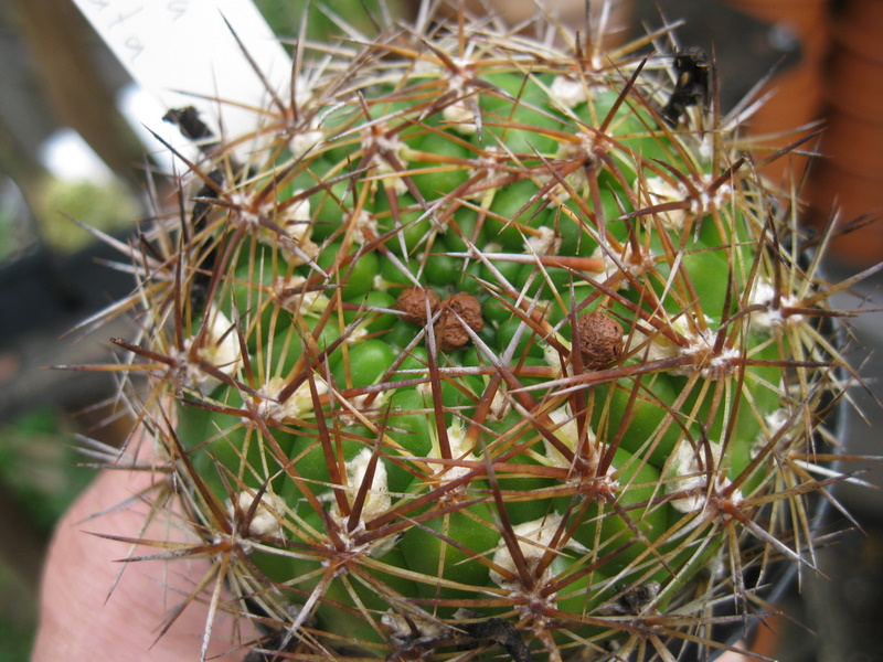 Kaktus