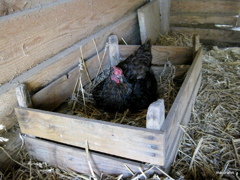 Huhn Daisy