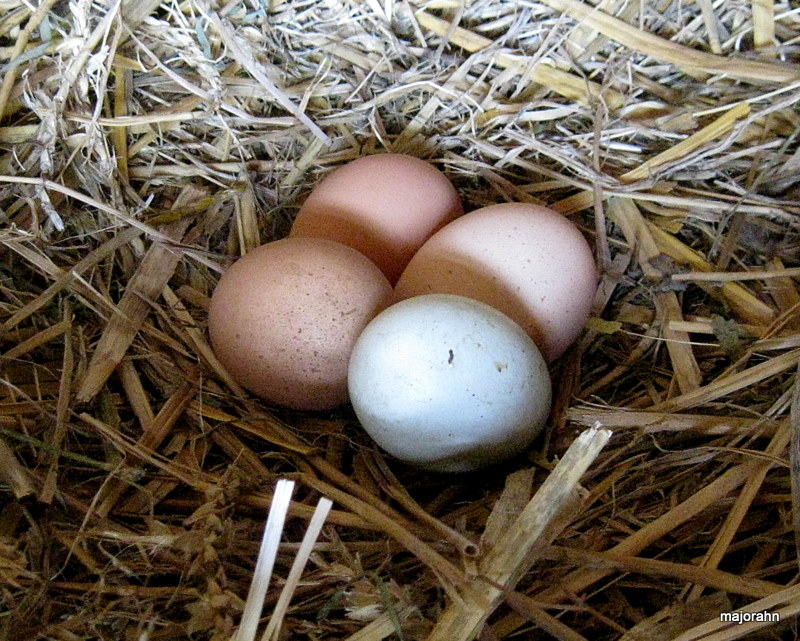 Eier im Nest