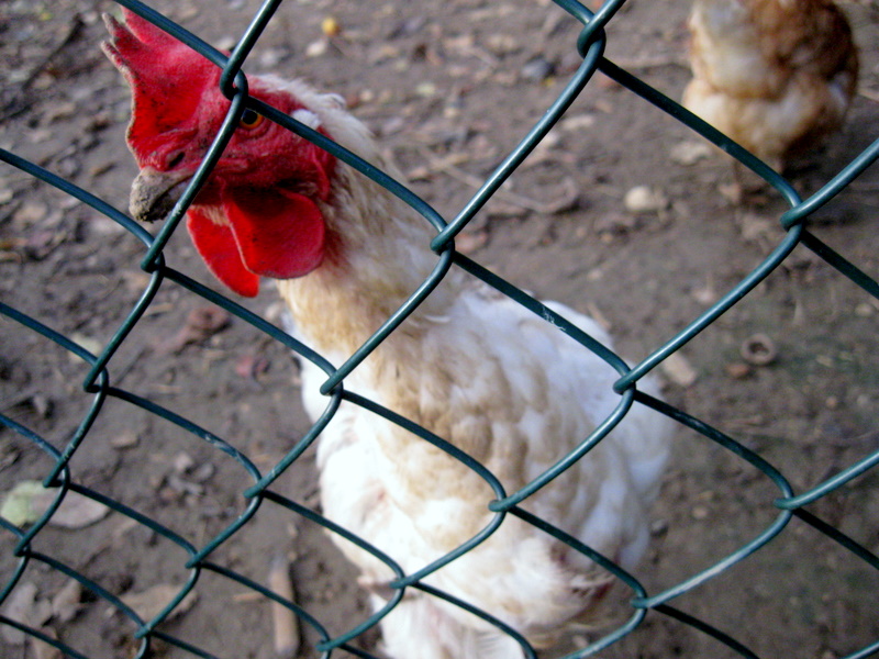 Huhn